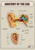 Anatomy of the Ear 1 Poster Canvas Movie Film Print A0 A1 A2 A3 A4 A5 A6 Art Wal