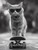 Cat Skateboarding-5-3by4 Poster Canvas Funny Annimals Pritnt A0 A1 A2 A3 A4 A5 A