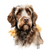 Wirehaired Pointing Griffon (4) Poster Canvas Movie Film Print A0 A1 A2 A3 A4 A5