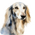 Saluki (3) Poster Canvas Movie Film Print A0 A1 A2 A3 A4 A5 A6 Art Wall Decorati