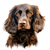 Boykin Spaniel (1) Poster Canvas Movie Film Print A0 A1 A2 A3 A4 A5 A6 Art Wall