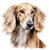 Saluki (2) Poster Canvas Movie Film Print A0 A1 A2 A3 A4 A5 A6 Art Wall Decorati