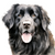 Newfoundland (1) Poster Canvas Movie Film Print A0 A1 A2 A3 A4 A5 A6 Art Wall De