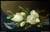 martin-johnson-heade---magnolias-on-light-blue-velvet-cloth--jpb_20304197374_o(1