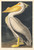 american_white_pelican_1945.8.311 Poster Canvas Print Art Painting Decor Reprint