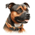 134 Staffordshire Bull Terrier Poster Canvas Movie Film Print A0 A1 A2 A3 A4 A5