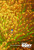 Finding Dory (2016)_2 Movie Film Poster Canvas iconic design