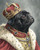 a-painting-of-a-small-black-male-pug-dog-with-a-cr (1) Poster Canvas Movie Film