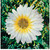 ANDY WARHOL (American, 1928-1987). Daisy, circa 1967-71. Poster Canvas Print Art