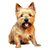 Norwich Terrier (2) Poster Canvas Movie Film Print A0 A1 A2 A3 A4 A5 A6 Art Wall