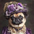 Pug with a variety of purple flowers, including roses, Poster Canvas Movie Film