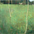 Gustav Klimt - Farmhouse with Birch Trees 1900 Poster Canvas Movie Film Print A0