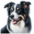 68 Border Collie Poster Canvas Movie Film Print A0 A1 A2 A3 A4 A5 A6 Art Wall De