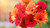 gerbera_flowers_bouquet_5k-5120x2880 Poster Canvas Movie Film Print A0 A1 A2 A3