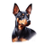 211 Manchester Terrier Poster Canvas Movie Film Print A0 A1 A2 A3 A4 A5 A6 Art W