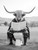 Highland Cow on Toilet-6--3by4 Poster Canvas Funny Annimals Pritnt A0 A1 A2 A3 A