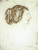 Paul Klee - Portrait of Lily 1905 Poster Canvas Movie Film Print A0 A1 A2 A3 A4