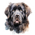 Newfoundland (4) Poster Canvas Movie Film Print A0 A1 A2 A3 A4 A5 A6 Art Wall De