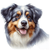 51 Australian Shepherd Poster Canvas Movie Film Print A0 A1 A2 A3 A4 A5 A6 Art W
