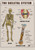 Human skeletal system 1 Poster Canvas Movie Film Print A0 A1 A2 A3 A4 A5 A6 Art