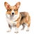 Cardigan Welsh Corgi (1) Poster Canvas Movie Film Print A0 A1 A2 A3 A4 A5 A6 Art