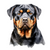 Rottweiler (4) Poster Canvas Movie Film Print A0 A1 A2 A3 A4 A5 A6 Art Wall Deco