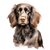 Pont Audemer Spaniel (4) Poster Canvas Movie Film Print A0 A1 A2 A3 A4 A5 A6 Art