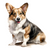 Cardigan Welsh Corgi (3) Poster Canvas Movie Film Print A0 A1 A2 A3 A4 A5 A6 Art