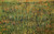 Vincent Willem van Gogh - Picture (5) Poster Canvas Movie Film Print A0 A1 A2 A3