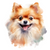 Pomeranian (4) Poster Canvas Movie Film Print A0 A1 A2 A3 A4 A5 A6 Art Wall Deco