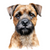 Border Terrier (4) Poster Canvas Movie Film Print A0 A1 A2 A3 A4 A5 A6 Art Wall