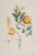 Salvador Dali (1904-1989). Pamplemousse érotique, from Flor Dali Les fruits, 196
