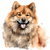 Eurasier (3) Poster Canvas Print Art Painting Decor Reprint wall A0 A1 A2 A3 A4
