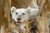 White_Lion_Ngala_2019 Poster Canvas Movie Film Print A0 A1 A2 A3 A4 A5 A6 Art Wa
