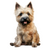 Cairn Terrier (1) Poster Canvas Movie Film Print A0 A1 A2 A3 A4 A5 A6 Art Wall D