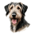 166 Cairn Terrier Poster Canvas Movie Film Print A0 A1 A2 A3 A4 A5 A6 Art Wall D