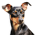 Manchester Terrier (1) Poster Canvas Movie Film Print A0 A1 A2 A3 A4 A5 A6 Art W