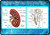 Kidney anatomy and function Poster Canvas Movie Film Print A0 A1 A2 A3 A4 A5 A6