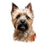 Cairn Terrier (4) Poster Canvas Movie Film Print A0 A1 A2 A3 A4 A5 A6 Art Wall D
