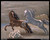 giorgio-de-chirico---horses-by-the-seaside_11153661604_o(1) Poster Canvas Movie
