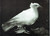 Pablo Picasso - Dove 1949 Poster Canvas Movie Film Print A0 A1 A2 A3 A4 A5 A6 Ar