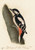 Houghton_MS_Am_21_(44)_-_John_James_Audubon,_great_spotted_woodpecker Poster Can