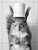 Squirrel with Toilet Paper on Head-1-3by4 Poster Canvas Funny Annimals Pritnt A0