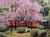 Jg_03_Shin Zenkoji Temple Garden, Kyoto_Kenji Kobayashi, 2008_sqs Poster Canvas