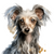 Chinese Crested (2) Poster Canvas Movie Film Print A0 A1 A2 A3 A4 A5 A6 Art Wall