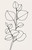Set of 3 Neutral Botanical Line Art Prints - Minimalist Decor Wall Art B Poster