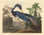 John James Audubon - Louisiana Heron 1834 Poster Canvas Movie Film Print A0 A1 A