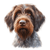 170 Wirehaired Pointing Griffon Poster Canvas Movie Film Print A0 A1 A2 A3 A4 A5