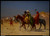 jean-lon-grme---arabs-crossing-the-desert--jpb_24436561259_o(1) Poster Canvas Mo