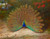 peacock-and-peacock-butterfly-by-archibald-thorburn-1917 Poster Canvas Movie Fil